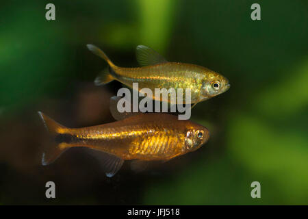 Silvertip Tetra, Hasemania Nana, Brasilien Stockfoto