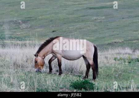 Mongolei, Zentralasien, Hustai Nationalpark, beobachten der Przewalski-wilde Pferde Stockfoto