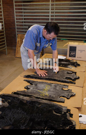 Afrika, Namibia, Kalahari, Tivoli Bauernhof, Reinhold Schreiber bei der Nummerierung der Karakul-Mäntel (Swakara) Stockfoto