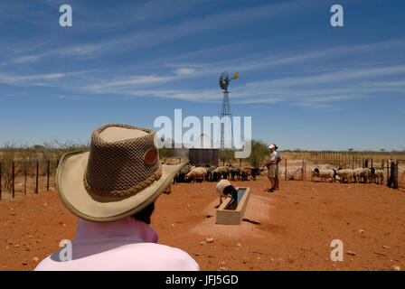 Afrika, Namibia, Kalahari, Tivoli Bauernhof, Karakul konzentriert (Swakara) Stockfoto