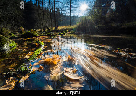 Bunten Herbstlaub in einem Bachlauf im Gegenlicht, Triebtal, Vogtland, Sachsen, Deutschland Stockfoto