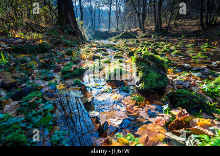 Bunten Herbstlaub in einem Bachlauf, Triebtal, Vogtland, Sachsen, Deutschland Stockfoto