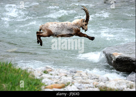 Steinbock, Riss auf Felsen im Wasser Stockfoto