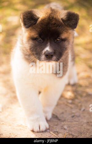 American Akita Welpen Portrait Stockfoto