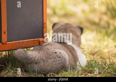 American Akita Welpen Stockfoto