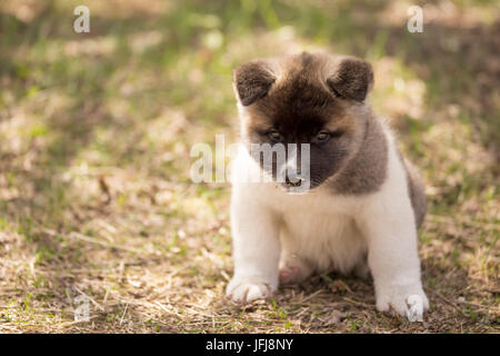 American Akita Welpen Portrait Stockfoto