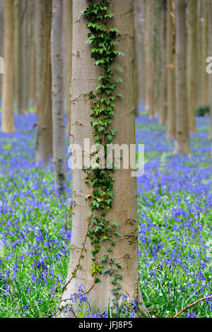 Nahaufnahme eines Baumstammes abgedeckt mit Efeu, umrahmt von der lila blühenden Glockenblumen im Hallerbos Wald Halle Belgien Europa Stockfoto