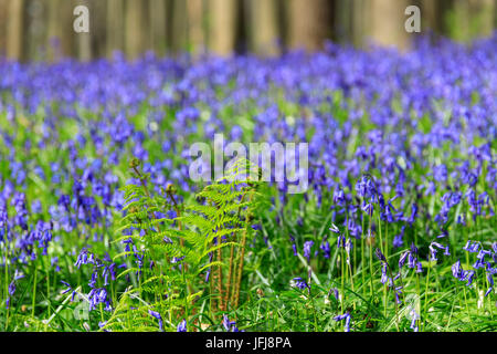 Nahaufnahme von der grünen Farn, umrahmt von den lila Teppich blühenden Glockenblumen im Hallerbos Wald Halle Belgien Europa Stockfoto