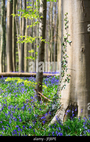 Nahaufnahme eines Baumstammes abgedeckt mit Efeu, umrahmt von der lila blühenden Glockenblumen im Hallerbos Wald Halle Belgien Europa Stockfoto