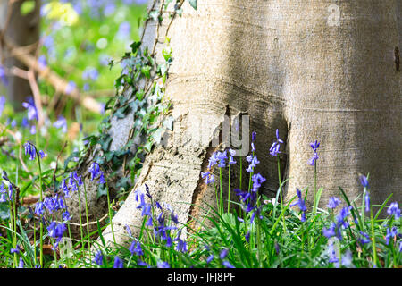 Nahaufnahme eines Baumstammes abgedeckt mit Efeu, umrahmt von der lila blühenden Glockenblumen im Hallerbos Wald Halle Belgien Europa Stockfoto