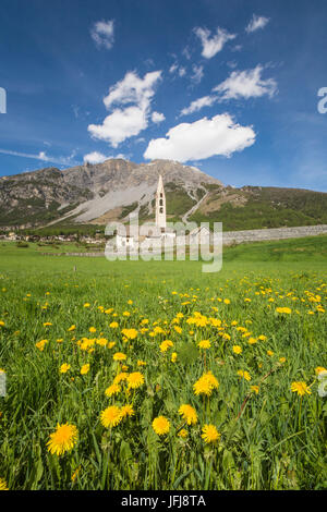 Gelbe Blumen und grünen Wiesen umrahmen die Kirche von Premadio Bormio Stilfserjoch Nationalpark Valtellina Lombardei Italien Europa Stockfoto