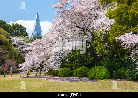 Japan, Tokyo City, Bezirk Shinjuku, Shinjuku Gyoen-Park, Kirschblüten Stockfoto