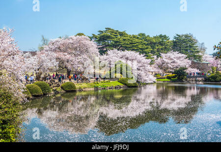 Japan, Tokyo City, Bezirk Shinjuku, Shinjuku Gyoen-Park, Kirschblüten Stockfoto