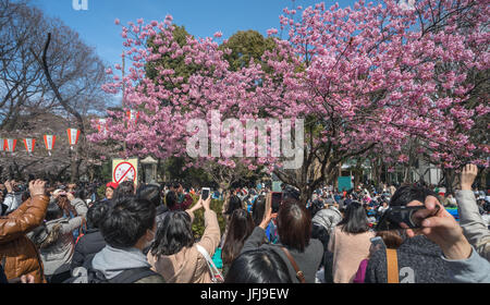 Japan, Tokyo City, Ueno Bezirk, Ueno-Park feiert Kirschblüten Stockfoto