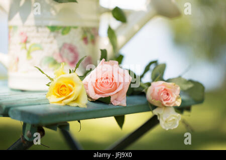 Rosen mit schönen Bewässerung können auf einem Gartenstuhl, draußen im Garten Stockfoto