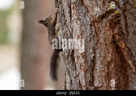 Roseg-Tal, Schweiz, Eichhörnchen, Stockfoto