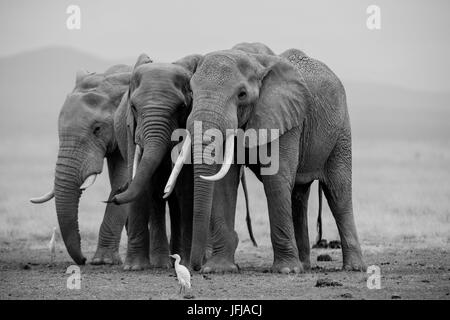 Amboseli Park, Kenia, Afrika drei Elefanten in den ausgetrockneten Sees im Amboseli Park getroffen Stockfoto