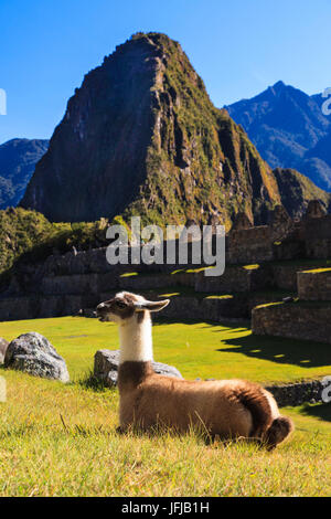 Lama an die berühmte archäologische Stätte von Machu Picchu in der Region Cusco, Urubamba Provinz, Bezirk von Machu Picchu, Peru, Südamerika Stockfoto
