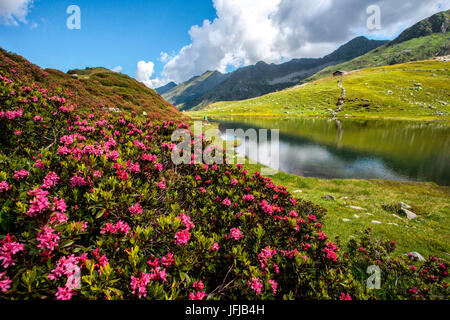 Orobie Alpen, Valtellina, Rhododendren am Porcile See, Lombardei, Italien Stockfoto