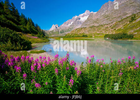 Aosta-Tal, Blumen am Combal See auf dem Veny-Tal, Italien Stockfoto