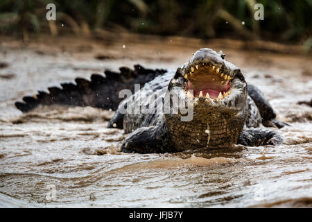 Caiman Yacare von Rio Cuibà, Rio Cuiabà, Mato Grosso do Sul, Pantanal, Brasilien Stockfoto