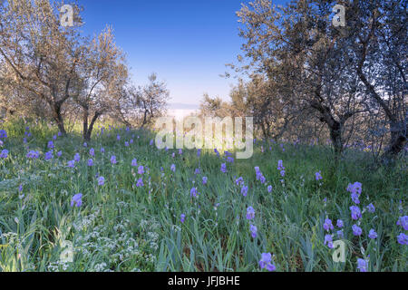 Europa, Italien, Toskana, Arezzo, Olivenhain mit blauer Iris Blumen in Valdarno Stockfoto