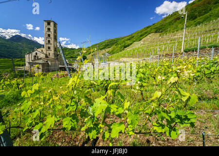 Die Kirche Bianzone, umgeben vom Grün der Weinberge des Valtellina am Sommer, Provinz Sondrio, Lombardei, Italien, Europa Stockfoto