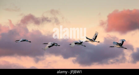 Japanische Rote crested Kraniche fliegen über Akan in Hokkaido, bei Sonnenuntergang Stockfoto