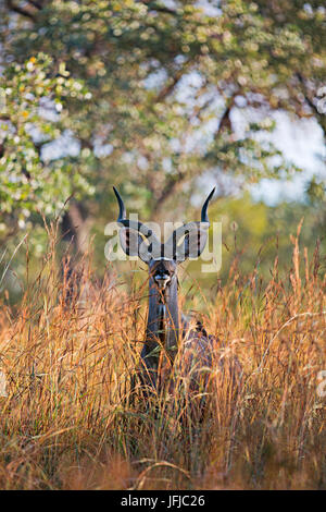 Ein Kudu im Busch der Krüger Nationalpark, Südafrika Stockfoto