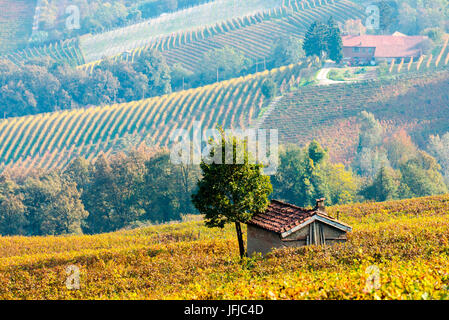 Italien, Piemont, Cuneo Bezirk, Langhe, Barolo Stockfoto