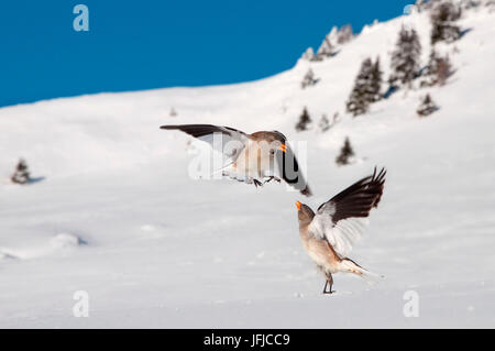 Schnee-Finken in kämpfen auf dem Schnee, Trentino-Südtirol, Italien Stockfoto