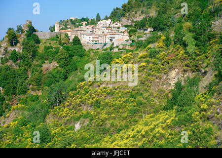 Frühling mit blühenden Besen in der Nähe eines mittelalterlichen Dorfes auf einem Hügel. Toudon, das Hinterland der französischen Riviera, Alpes-Maritimes, Frankreich. Stockfoto