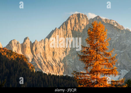 Europa, Italien, Veneto, Belluno, die Nordwand des Civetta (Dolomiten) im Herbst mit orange larix Stockfoto