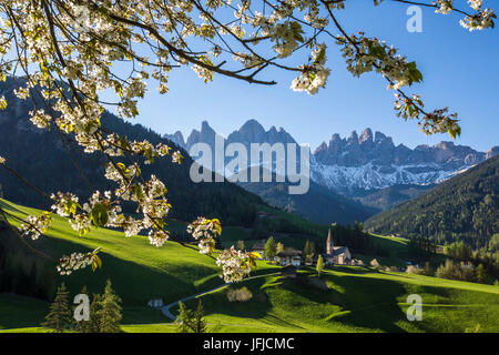 Blühende Rahmen das Dorf St. Magdalena und der Geisler-Gruppe, Villnösser Tal South Tyrol Dolomiten Italien Europa Stockfoto