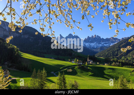 Blühende Rahmen das Dorf St. Magdalena und der Geisler-Gruppe, Villnösser Tal South Tyrol Dolomiten Italien Europa Stockfoto