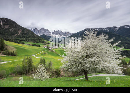 Blühende Rahmen das Dorf St. Magdalena und der Geisler-Gruppe, Villnösser Tal South Tyrol Dolomiten Italien Europa Stockfoto