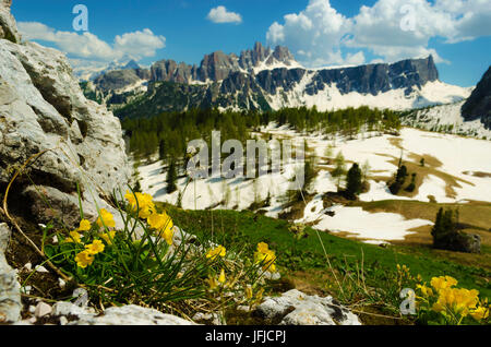 Lastoi de Formin, Croda da Lago, Cortina d ' Ampezzo, Dolomiten, Dolomiti, Veneto, Italien, Geum Reptans blühen im Cinque Torri Stockfoto