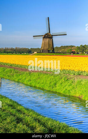 Gelbe Tulpen spiegelt sich in den Kanal mit Windmühle im Hintergrund Berkmeyer Koggenland Nord-Holland-Niederlande-Europa Stockfoto