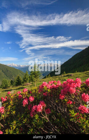 Blühende Rhododendren inmitten grüner Wiesen Orobie Alpen Arigna Tal Sondrio Valtellina Lombardei Italien Europa Stockfoto