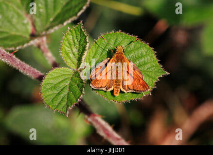 Eine große skipper Schmetterling, ochlodes venata, Sonnen auf einem dornbusch Blatt. Stockfoto