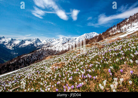 Frühling blühende Krokus am Alpe Culino im Valgerola mit Blick auf den Schnee bedeckt Gipfeln, Rasura, Valgerola, Orobie Alpen, Lombardei, Italien, Europa Stockfoto