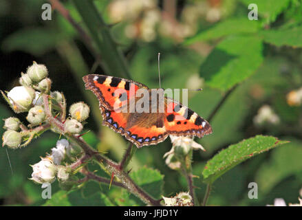 Ein kleiner Fuchs Schmetterling, Nymphalis urticae, nectaring am Dornbusch. Stockfoto