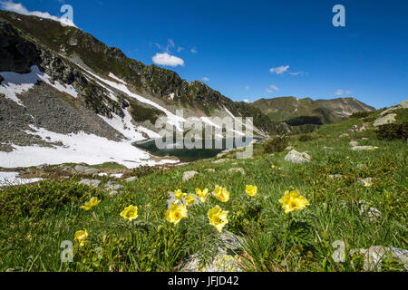 Gelbe Anemonen und Seen Porcile Tartano Tal Orobie Alpen Lombardei Italien Europa Stockfoto