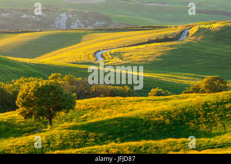 Pienza, Orcia-Tals, Toskana, Italien, eine weiße Straße zwischen Weizenfeldern in das Val d ' Orcia Hügel bei Sonnenuntergang mit einem Baum im Vordergrund Stockfoto