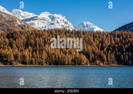 Silser See im Herbst, Sils, Engadin, Graubünden, Schweiz, Stockfoto