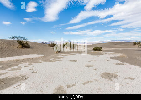 Wüstenlandschaft mit Büschen, Mesquite flache Sanddünen, Death Valley National Park, Inyo County, Kalifornien, USA, Stockfoto