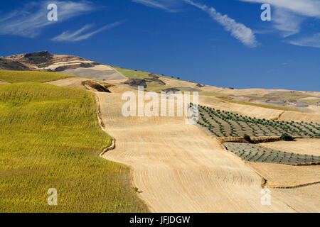 Setenil de Las Bodegas, Andalusien, Spanien, die Landschaft nur wenige Kilometer von Setenil de Las Bodegas Stockfoto