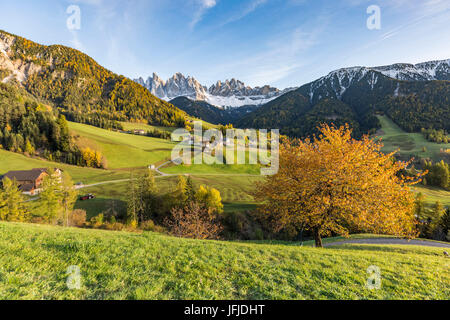 Herbstliche Kirschbaum mit Santa Maddalena Dorf und Geisler Dolomiten Gipfeln im Hintergrund Santa Maddalena, Funes, Bozen, Trentino Alto Adige - Südtirol, Italien, Europa Stockfoto