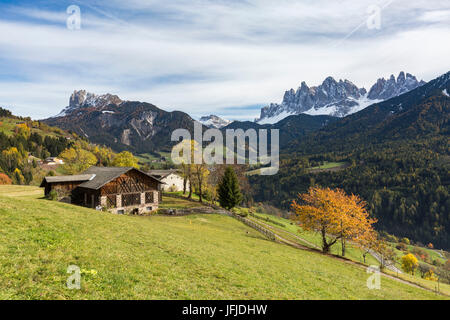 Mountain Lodge und herbstlichen Kirschbaum mit Geisler Dolomitengipfel im Hintergrund, St. Magdalena, Funes, Bozen, Trentino Alto Adige - Südtirol, Italien, Europa Stockfoto