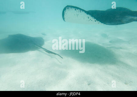 Die tropische Unterwasserwelt Stingray City Saint Philip Karibik Antigua und Barbuda Leeward West Indies Stockfoto